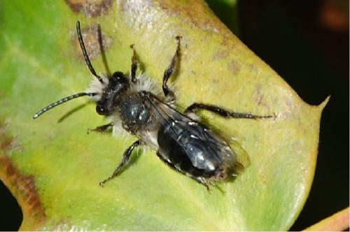Andrena cineraria